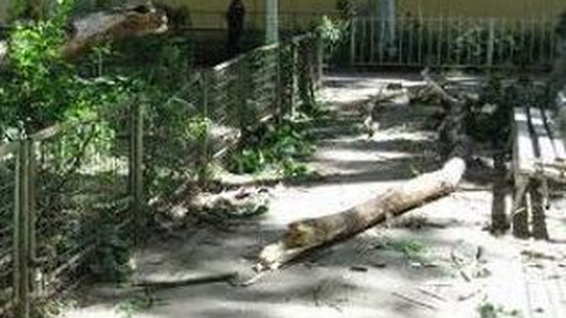 O femeie din Braila a fost la un pas sa moara strivita de un copac, in fata blocului in care locuieste