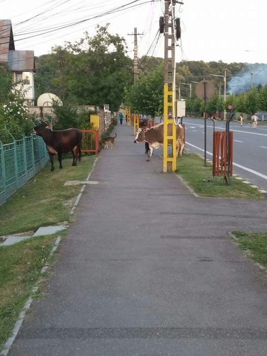 O vacă a mâncat scena Naşterii Domnului, amplasată pentru Crăciun de Primăria municipiului Moreni