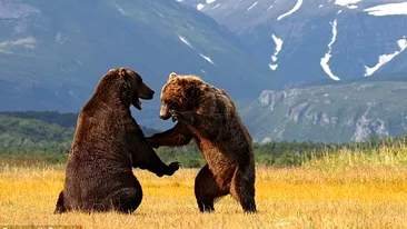 Uite cum se dueleaza ursii in Alaska!