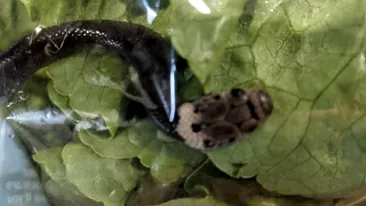 Au găsit un șarpe veninos în punga cu salata luată de la supermarket!