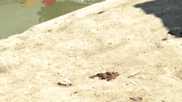 Strand pentru ursi si fructe pentru struti