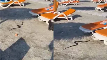 Un șarpe de 1,5 metri a apărut pe plajă, lângă turiști. Jandarmii au intervenit de urgență