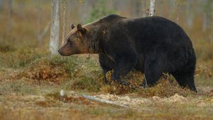 Țara în care copiii sunt obligați să poarte clopoței pentru a se apăra de urși. De ce s-a luat decizia