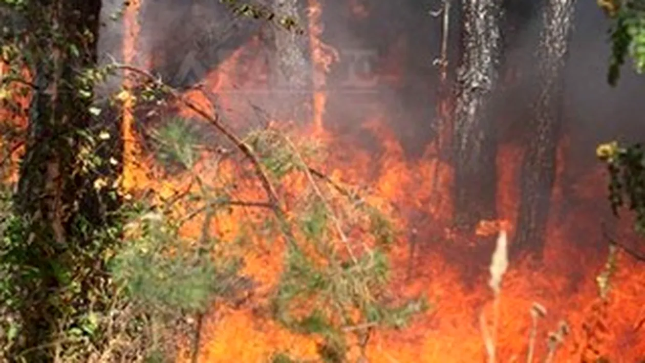 Incendiu de vegetatie in Parcul Tineretului! Nu sunt persoane ranite