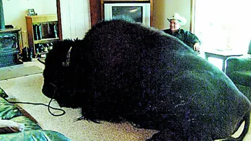 O familie din Canada are un animal de companie de-a dreptul urias. Cu bizonul de 825 kg in casa