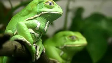 Broastele, leac pentru cancer! Proteinele din pielea lor pot trata boala!