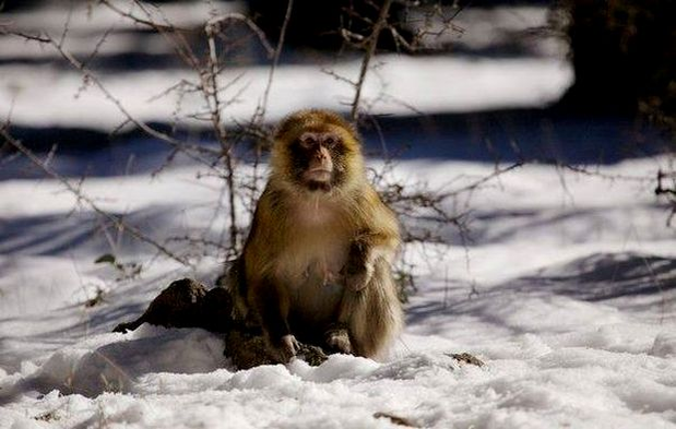 Clima o ia razna! A nins în Africa de Sud! Primele imagini cu animalele suprinse de zăpadă (video + foto)