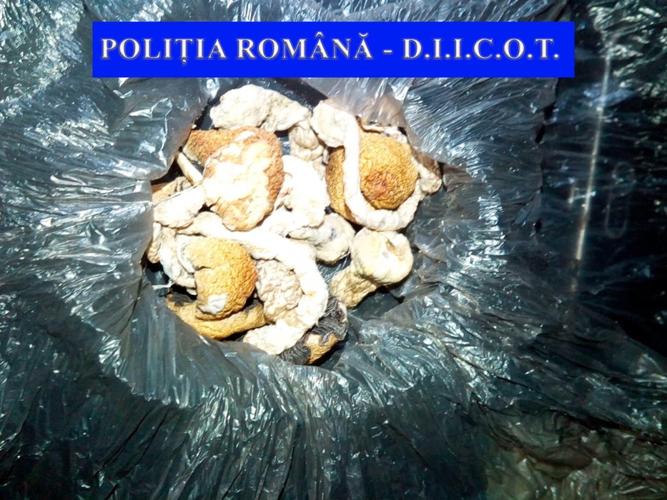 În urma perchezitiilor, polițiștii au ridicat 500 de grame de canabis, ustensile folosite la cultivare, cântare electronice, grindere pentru mărunțit canabisul, pastile ecstasy și ciuperci halucinogene