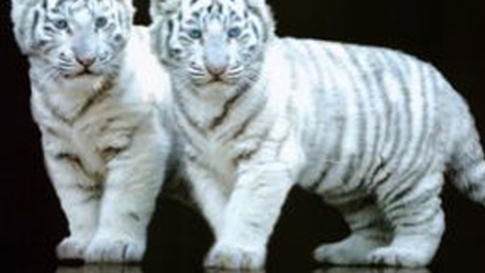 Un arab a fost retinut pentru ca intentiona sa faca trafic cu pantere si leoparzi!