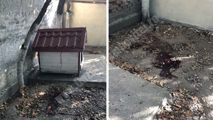 Un bărbat din Dâmbovița a murit, după ce a vrut să taie cu flexul un copac. S-a cerut să i se facă autopsia