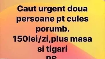 BANC | Anunț de angajare: Caut urgent două persoane pentru cules porumb 150 lei/zi