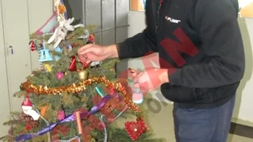 Bradul condamnatilor, scos la licitatie!