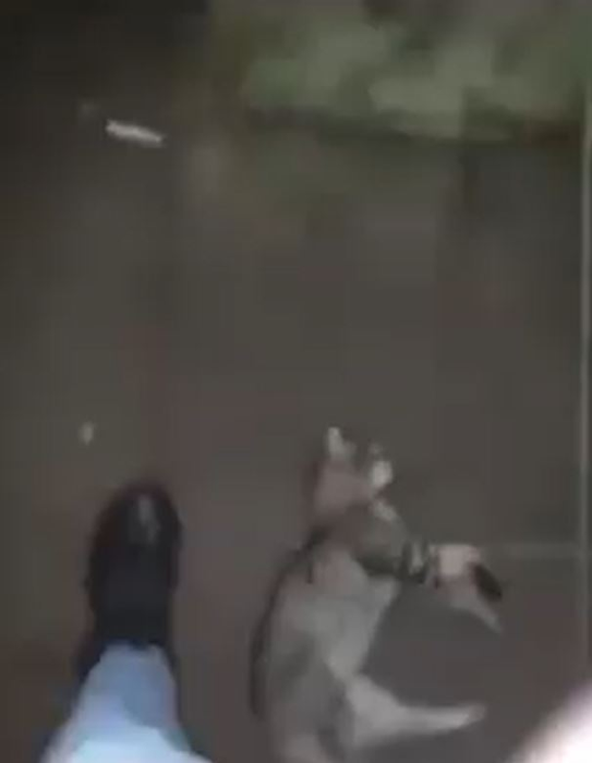 Un băiat de 16 ani a omorât o pisică, iar scenele traumatizante au fost filmate chiar de el. Felina a murit în chinuri groaznice într-un parc din Timișoara
