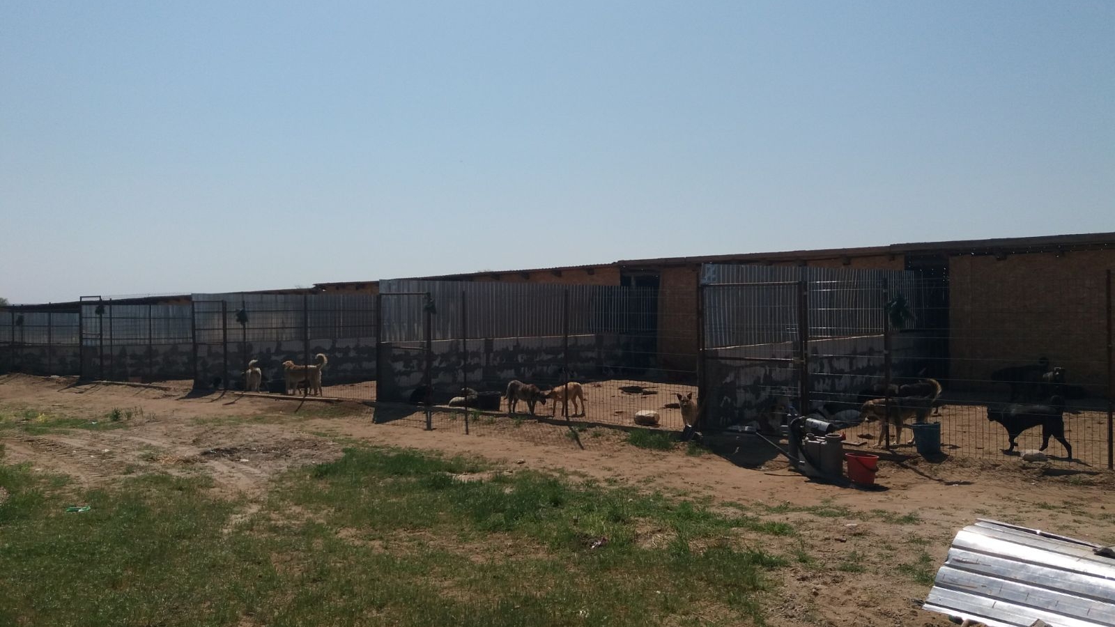 Ofertă inedită a Primăriei Calafat: Adopți un maidanez, pleci în excursie la Călimănești și la mănăstirea Cozia