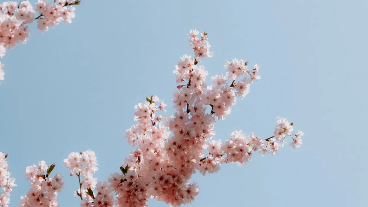 Tradiții și obiceiuri în Sâmbăta Floriilor. Ce nu trebuie să faci niciodată în Sâmbăta lui Lazăr