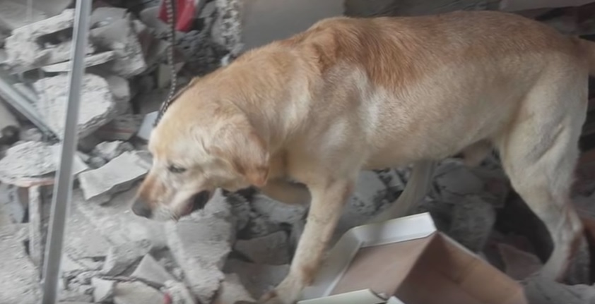 EMOŢIONANT. Un câine care a salvat şapte oameni de sub dărâmături, în urma cutremurului din Ecuador, a murit de epuizare