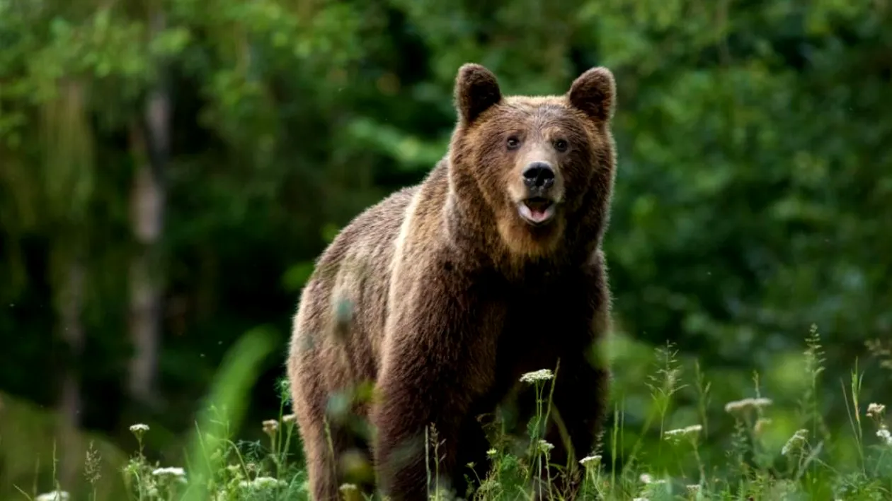 ISU Brașov, mesaj RO-Alert de toată jena: “Ursu băăă! Animalul este...”