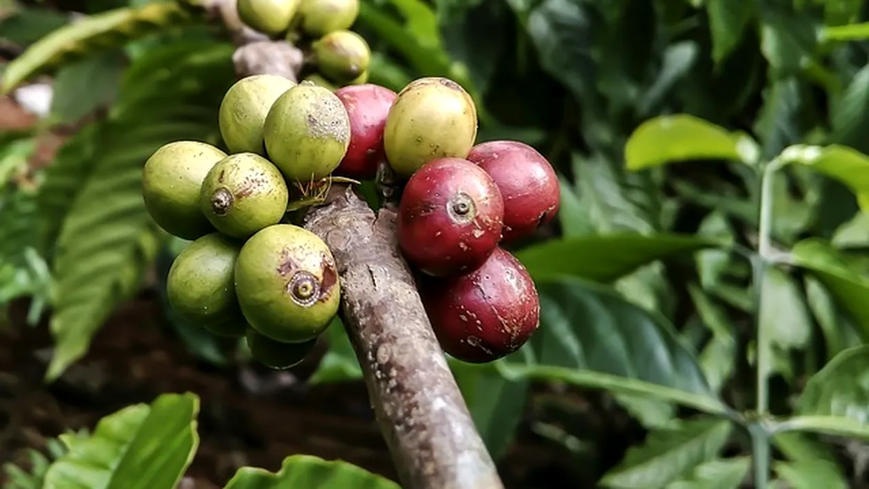 Cum se bea cafeaua verde şi cum se prepară
