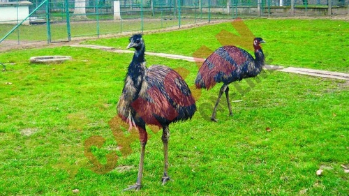 Animale "clandestine" la Zoo Craiova