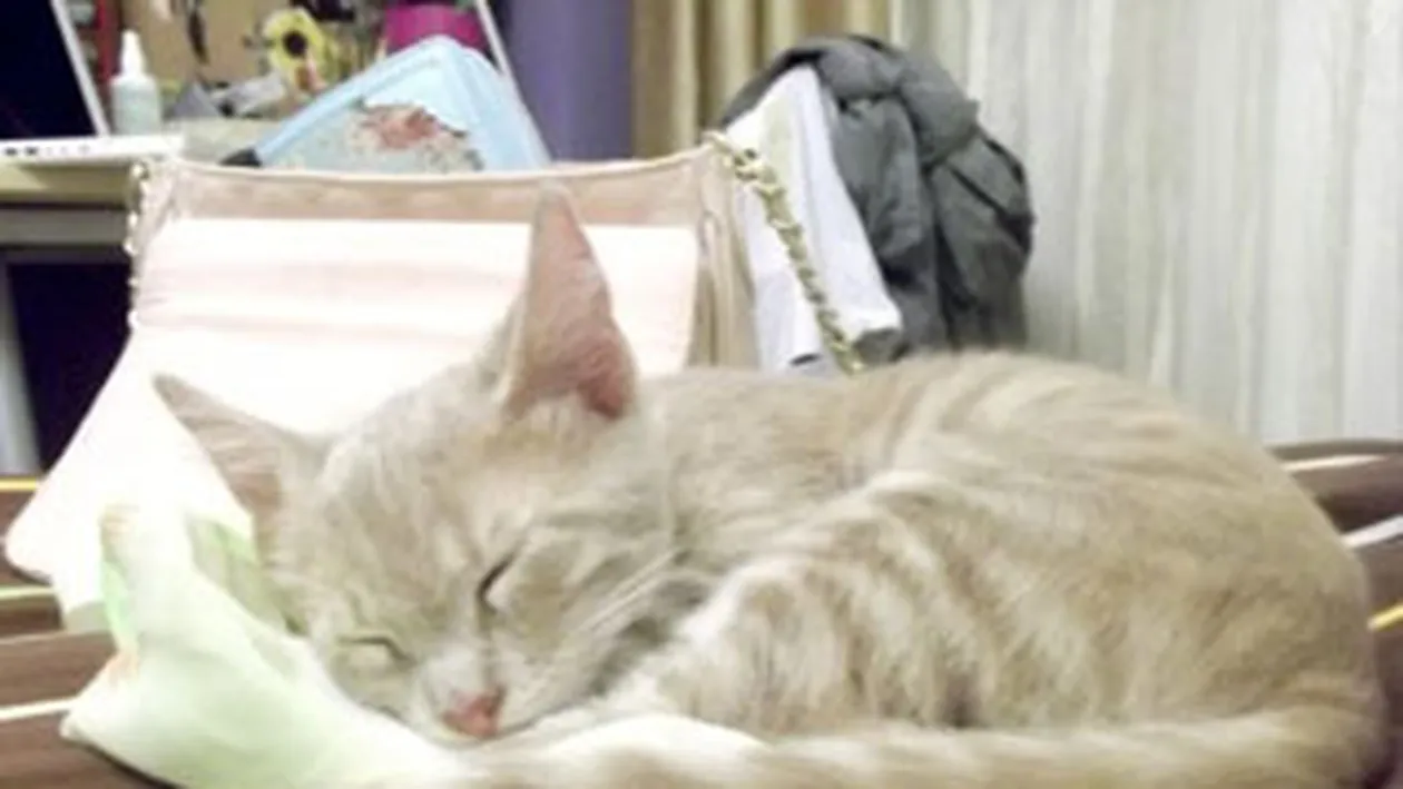 Blondele sunt innebunite dupa pisoi