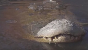 Imagini uluitoare într-o rezervaţie naturală! Aligatori înghețați, cu nasurile deasupra apei! VIDEO