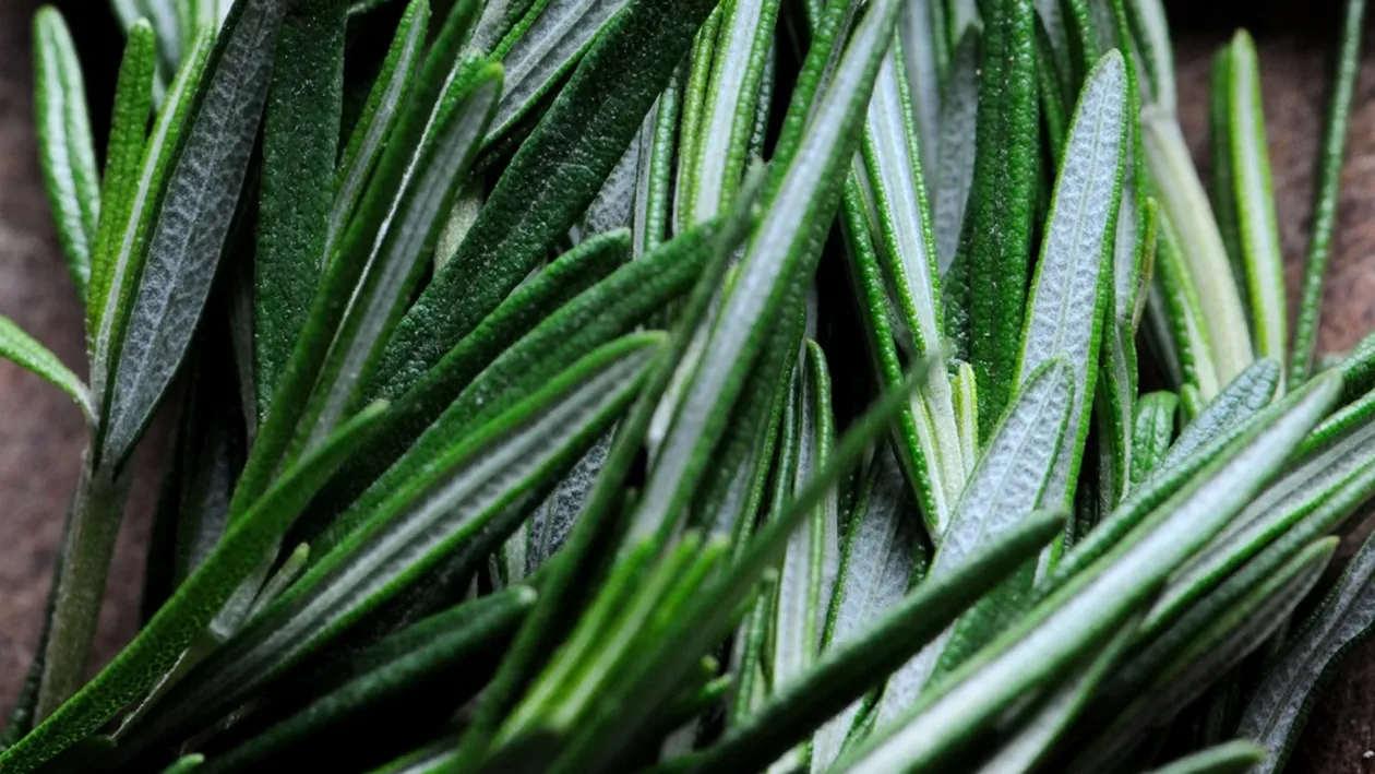 Beneficiile rozmarinului. Îmbunătăţeşte memoria, împrospătează respiraţia, tratează artrita, migrenele, dar şi...