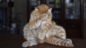 Bancul zilei | Domnule doctor, m-a mușcat o viespe și...