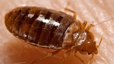 Cum arată mușcătura de ploșniță și ce poți face dacă găsești insecta în casă. Semnele care nu trebuie ignorate
