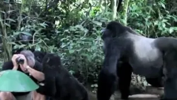 VIDEO O singura miscare l-ar fi ucis!  Vezi reactia unui turist inconjurat de gorile!
