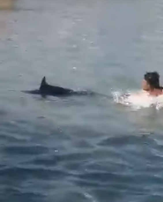 Scene revoltătoare pe o plajă cunoscută din Grecia. Mai mulți turişti au fost filmaţi în timp ce omorau un peşte-spadă cu pietre