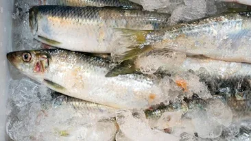 Câte luni poate fi păstrată carnea de pește în congelator, de fapt