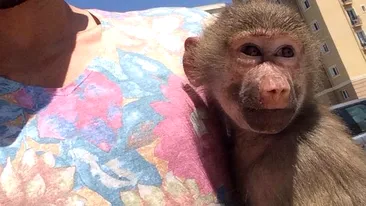 Cum a ajuns babuinul lui Ciomu a ajuns cea mai disputata maimuta din Romania, dupa ce a aparut pe CANCAN.ro!