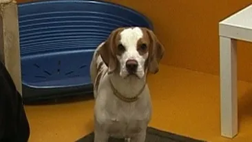 VIDEO S-a deschis primul hotel de lux pentru animale din Capitala