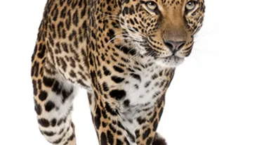 15 nepalezi au fost arestati dupa ce au mancat un leopard!