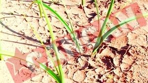 Seceta distruge cultura de grau a brailenilor