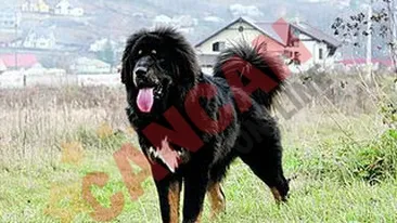 Cainele care prevesteste cutremurul