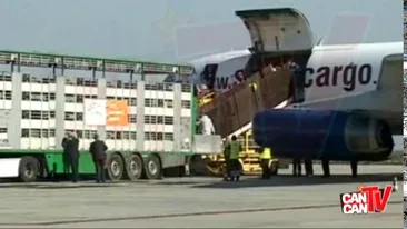 VIDEO 70 de vaci au venit cu avionul la Timisoara. Vezi acum au coborat pe aerport