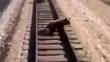 O ursoaică a murit călcată de tren în timp ce încerca să-și salveze puii