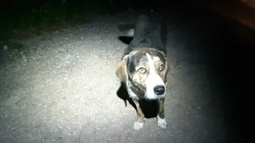 Câinele maidanez care a salvat un biciclist pe Platoul Semenic a fost adoptat!