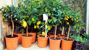 Livada de pe balcon! Nu numai bonsaii pot creste in ghiveci, ci si pomii fructiferi pitici