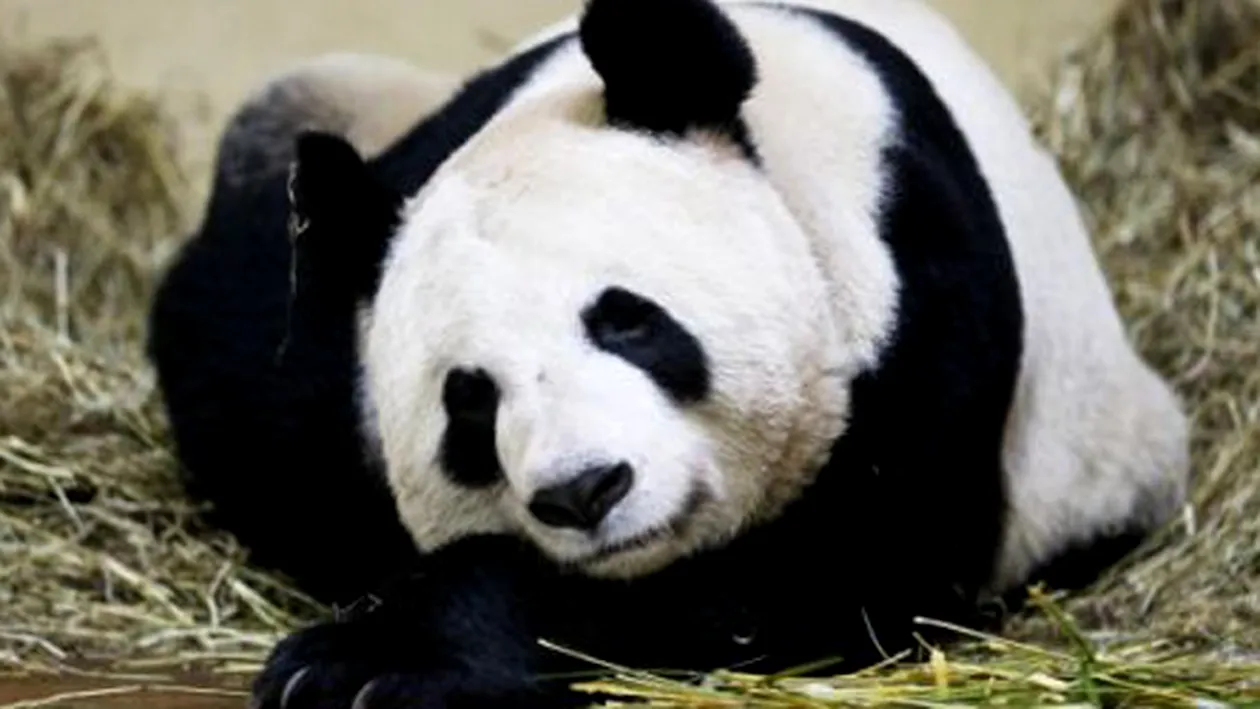 Super dragut! Doi ursuleti panda au primit medalia de excelenta pentru ca au ajutat turismul Scotiei!