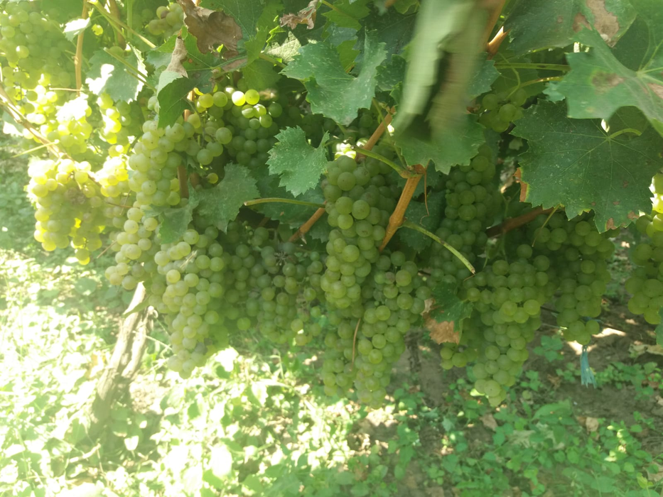 Strugurii s-au făcut nesperat de bine la Băilești, în ciuda secetei