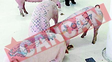 Picteaza pe porci