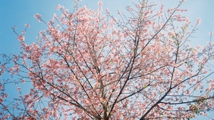 Prognoza meteo azi, 13 martie 2026. Primăvara se încălzește brusc în vestul României: temperaturile urcă până la 18 grade în Banat și Crișana