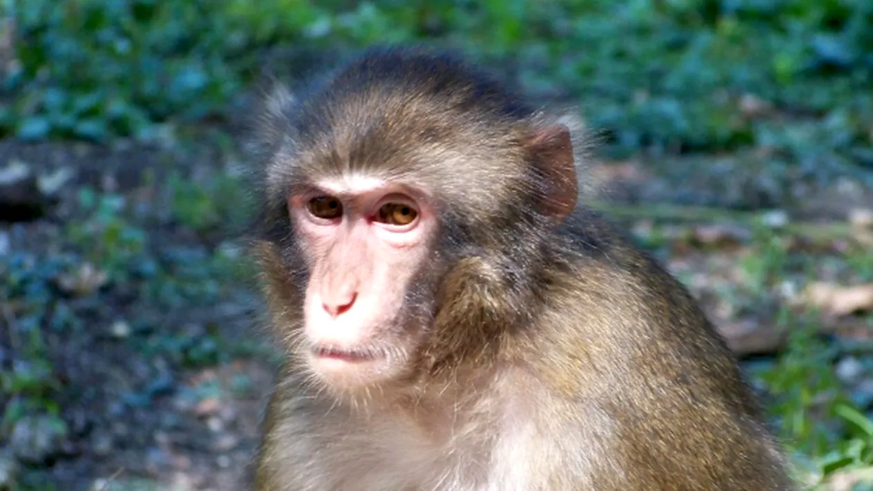 Un macac a fugit de la Grădina Zoologică din Piatra Neamț. ”Nu e așa simplu de prins o maimuță....”
