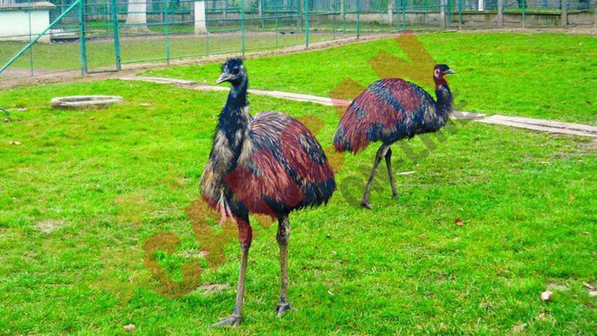 Animale "clandestine" la Zoo Craiova