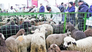 Unde gasesti cea mai ieftina carne de miel