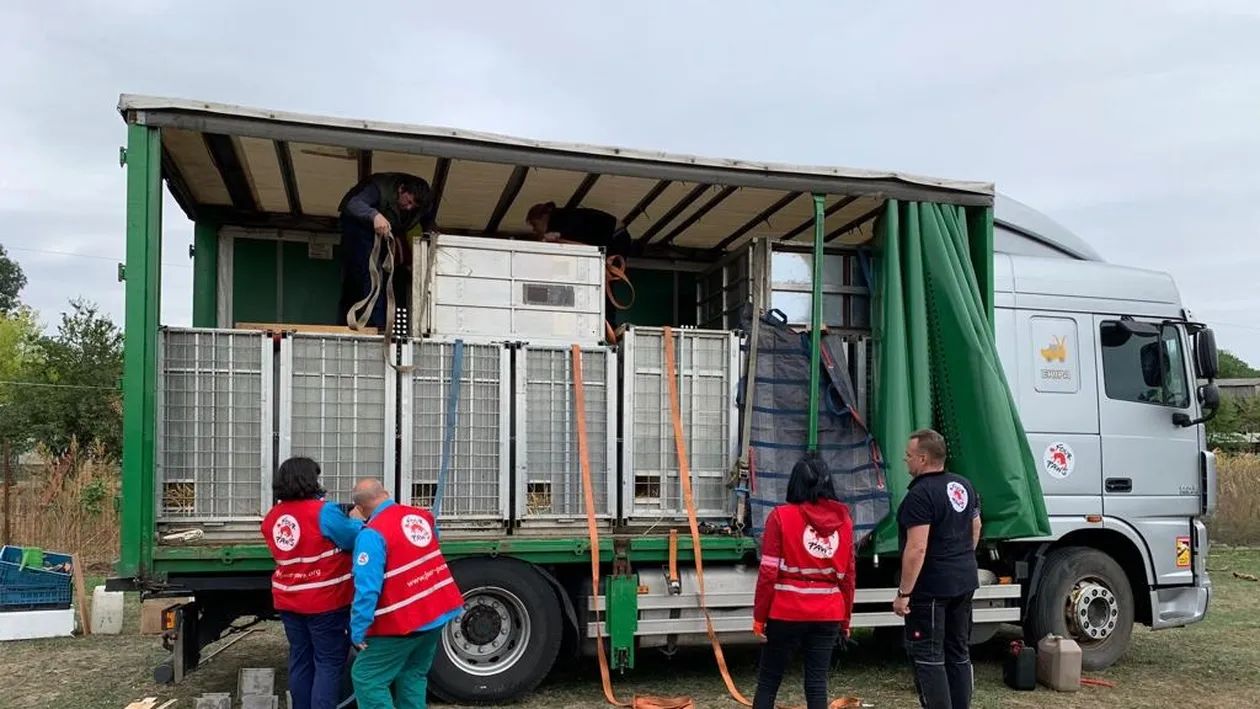 Menajerie improvizată într-o gospodărie din Dâmbovița. Un ONG a luat șapte lei pentru a-i duce într-un adăpost sigur