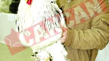 Expozitie cu iepuri si gaini gigant