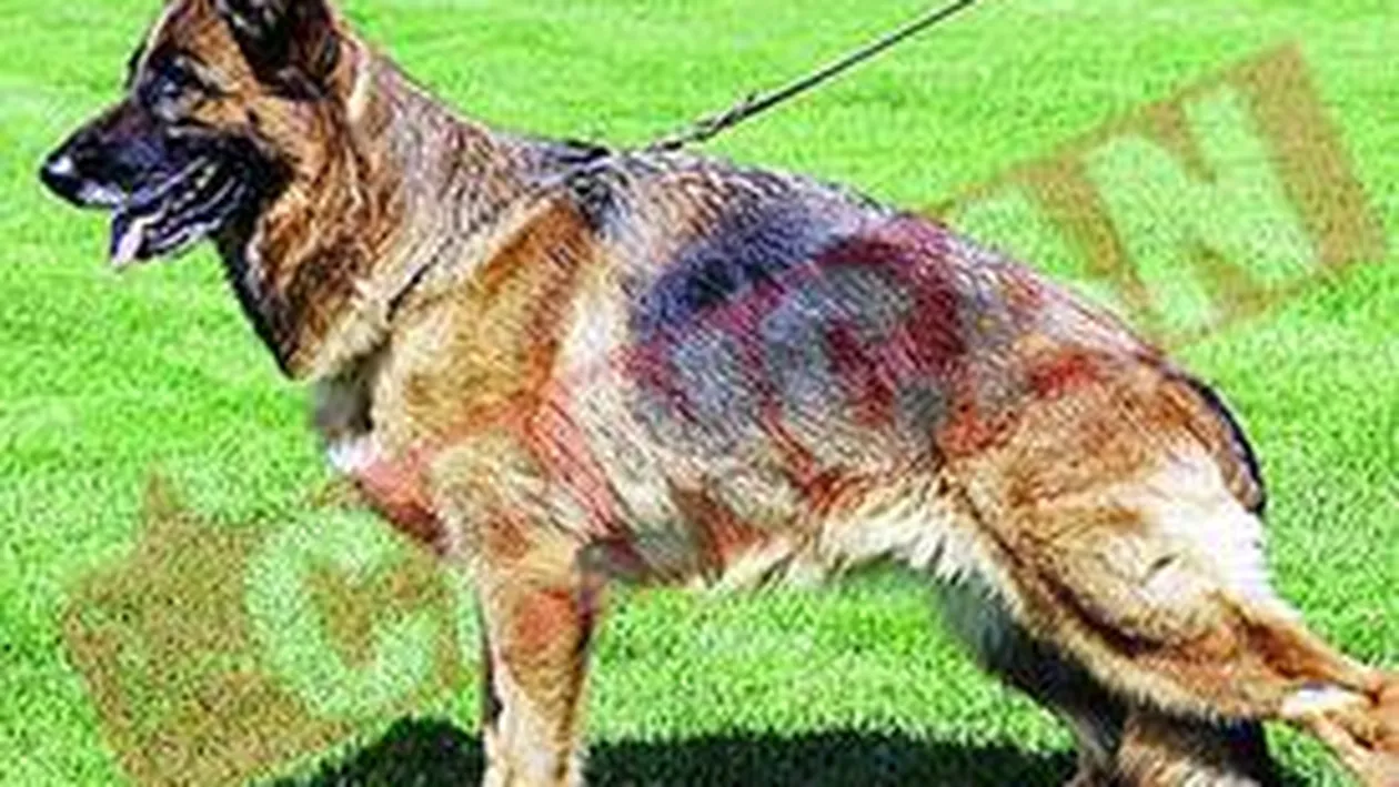 Ciobanesc german de 100.000 de euro